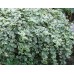 Барвинок Vinca major  «Variegata»